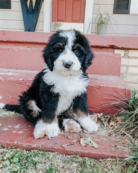  Which Bernedoodle Sheds Least? As a general rule of thumb, curly-coated Bernedoodles shed the least, especially when compared to straight-coated Bernedoodles
